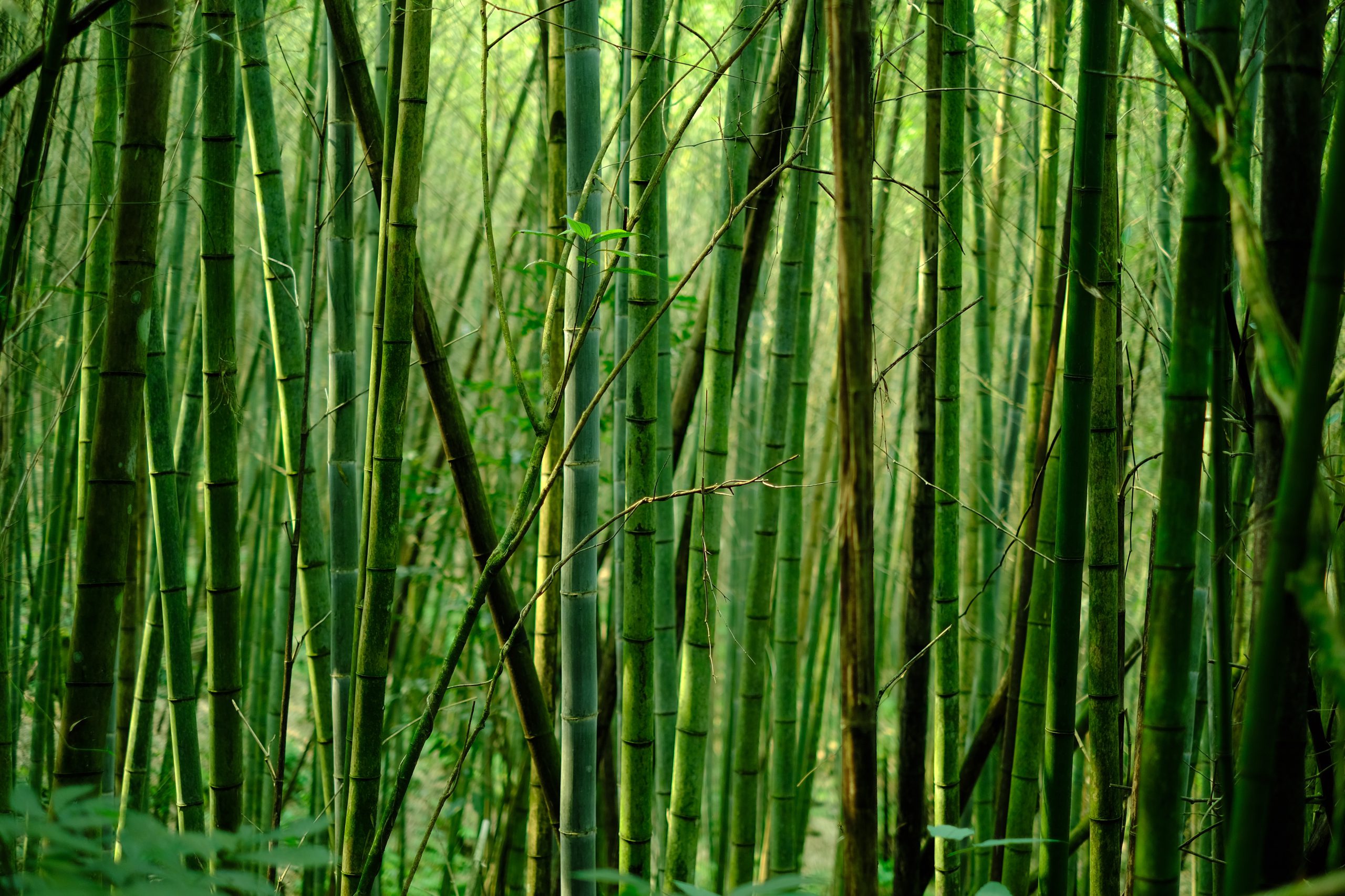 The Story of the Chinese Bamboo Tree